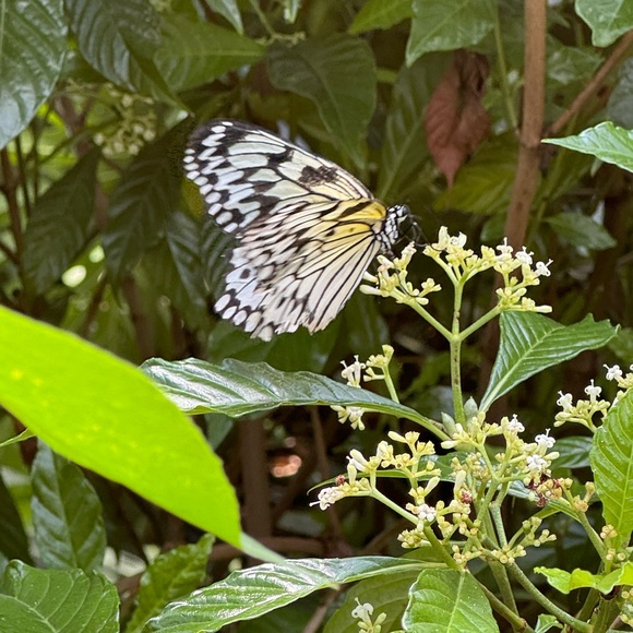 Meet your Posher, Monique - Picture 6 of 10